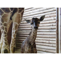 キリンとワオキツネザルの赤ちゃん誕生、こども動物自然公園…名前投票も 画像