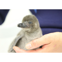 すみだ水族館でペンギンの赤ちゃん誕生、お披露目＆名前募集中 画像