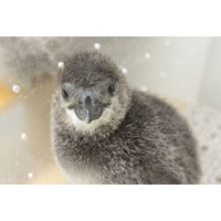 ペンギンの赤ちゃん「ふうりん」を応援、すみだ水族館で9/3デビュー 画像