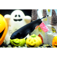 おばけ？骸骨？京都水族館でハロウィーンイメージのいきもの展示10/1-31 画像