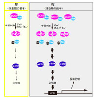 学習する時刻によって記憶に差、東大研究グループが発見 画像