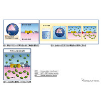 住友ゴム×東北大学、天然ゴム生合成のナゾを解き明かす 画像