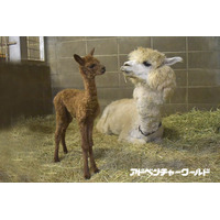 ふわふわのアルパカの赤ちゃん誕生、公開は12/16から…和歌山 画像