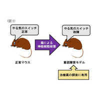 脳内の「やる気スイッチ」を発見、慶應義塾大ほか共同研究グループ 画像