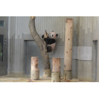 上野動物園、シャンシャンの観覧時間を2時間延長…1/10正午受付開始 画像