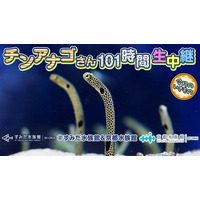 ニコ生放送でチンアナゴを101時間生中継…11/7午後2時より 画像