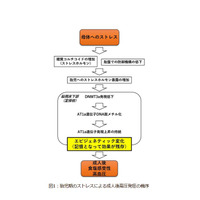 妊娠中のダイエットやストレス、子の生活習慣病の原因に 画像