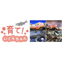 京都水族館、イクラの成長を観察できる特別展示1/6-3/9 画像