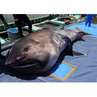 海の生き物教室「謎多きメガマウスザメ」鴨川シーワールド3/9から 画像