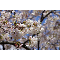 桜の開花いよいよ本番…関東では今週末お花見日和 画像