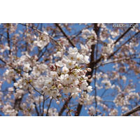 見ごろを迎えた桜…上野公園、横浜元町・山手など 画像