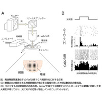 発達障害の関連遺伝子の欠損で網膜・視覚機能が変化 画像