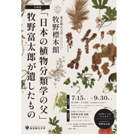 NHK「らんまん」モデル、牧野富太郎の植物標本展示…都立大 画像