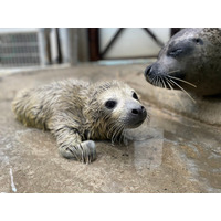 ゴマフアザラシの赤ちゃん誕生、名前募集…東武動物公園 画像