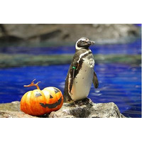 すみだ水族館「親子でお泊り水族館」10/27-28はハロウィンバージョンで開催 画像