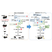 自閉スペクトラム症の新たな病態メカニズムを解明、藤田医科大らの研究 画像