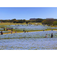 100万本のネモフィラが満開…国営海の中道海浜公園 画像