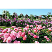 万博記念公園「春のローズフェスタ」5/10-6/8 画像