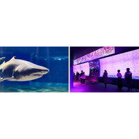 サメの種類日本一、大洗水族館で特別バックヤードツアー6/22 画像