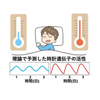 京大・理研、体内時計の新たな仕組みを解明 画像