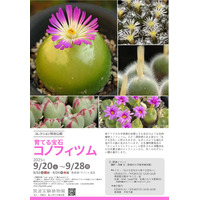 筑波実験植物園、育てる宝石「コノフィツム」特別公開 画像