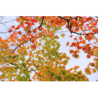 【中学受験】今週末行ける首都圏中高一貫「学校見学」10校(11/1-2)桜蔭、サレジオ学院など 画像