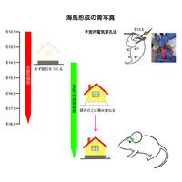 東京医科大、脳の記憶中枢形成の謎を解明…発達障害など原因究明に期待 画像