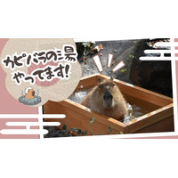 カピバラが温泉でリラックス「群馬サファリパーク」動物福祉も学ぶ 画像