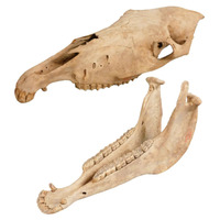 大阪市立自然史博物館、干支にちなんだ「午年展」1/16-25 画像