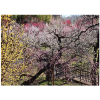 東京都「神代植物公園」梅・椿・桜 開花にあわせた催し、2/10から 画像