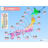 桜開花予想、東京3/22…つぼみ調査で西日本は「先が黄色に」 画像