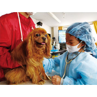 小学生対象「獣医さん体験スクール」愛知4/11-12 画像