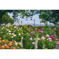 【GW2026】バラ1,900株が見頃…横浜ローズウィーク5/2から 画像