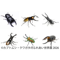 【夏休み2026】「カブトムシ・クワガタのふれあい世界展」浅草橋8/1-16 画像