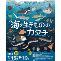 【夏休み2026】みなと科学館「海の生きもののカタチ」企画展9/13まで…実寸大エイも 画像