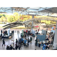 「大阪自然史フェスティバル」11/14-15、大阪市立自然史博物館 画像