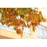 【中学受験】来月行ける中高一貫「学校見学」11月…慶應、お茶女など共学10校 画像