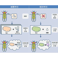 「空腹時には記憶力が上がる」東京都医学総合研究所が発表 画像