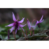 筑波山で薄紫色のカタクリの花めぐり、筑波観光鉄道が4/13に開催 画像