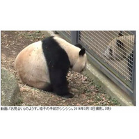 上野動物園のパンダ、3/19より展示再開 画像