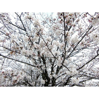 平年より1日早く東京と横浜で桜開花 画像