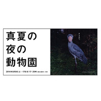 【夏休み】上野動物園「真夏の夜の動物園」8/9-17 画像