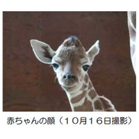 こども自然動物園にキリンの赤ちゃん誕生、11/9まで名前募集 画像