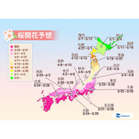 桜シーズン到来、東京・名古屋・大阪で今週末が見頃 画像