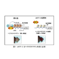 理研、親のストレスはDNA配列の変化を伴わずに子どもに遺伝 画像