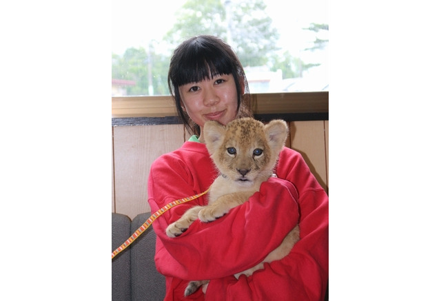 夏休み 那須サファリパークでライオンの赤ちゃん抱っこ体験7 18より 2枚目の写真 画像 リセマム