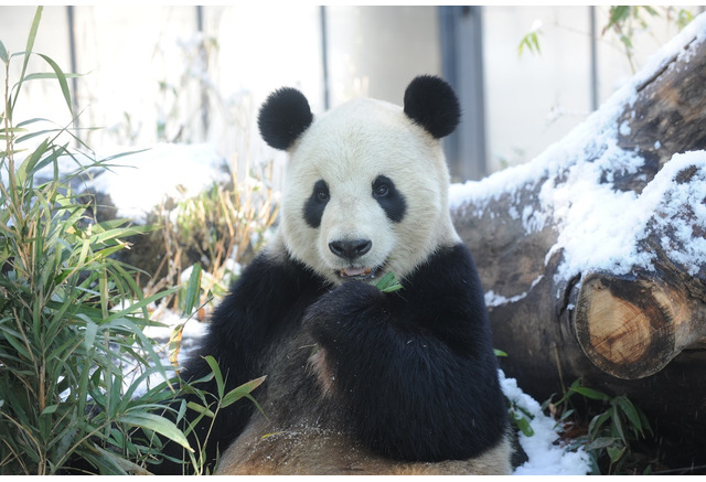 ほっと な魅力満載 冬の動物園 水族館 上野動物園など 1枚目の写真 画像 リセマム ほっと な魅力満載 冬の動物園 水族館 上野動物園など 1枚目の写真 画像 リセマム