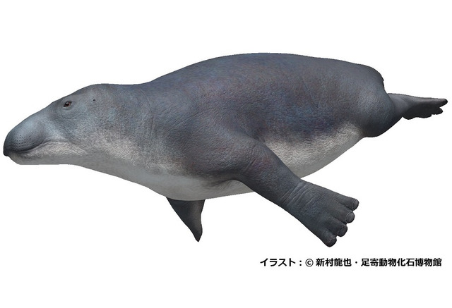 デスモスチルスってなんだ 海遊館 古代生物に迫る企画展 2枚目の写真 画像 リセマム デスモスチルスってなんだ 海遊館 古代生物に迫る企画展 2枚目の写真 画像 リセマム