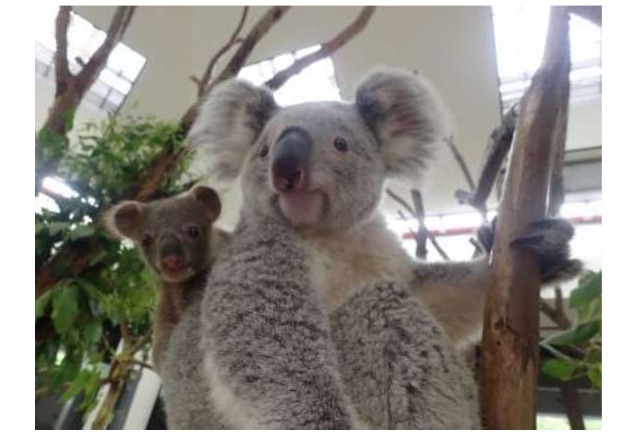 コアラの赤ちゃん 名前投票受付8 11 21 埼玉県こども動物自然公園 1枚目の写真 画像 リセマム