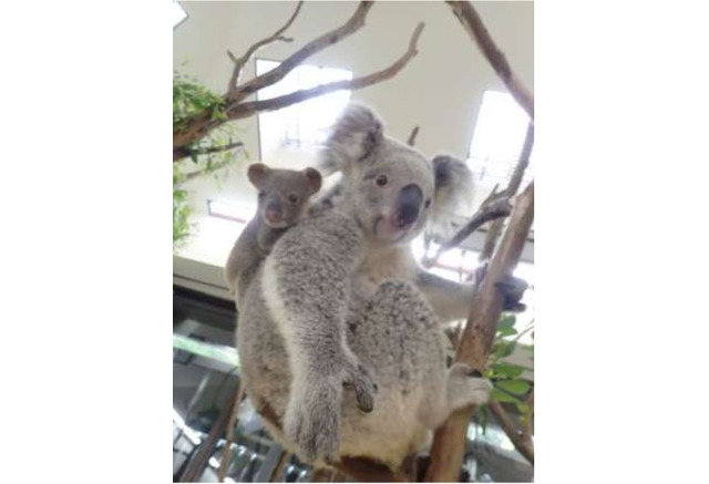 コアラの赤ちゃん 名前投票受付8 11 21 埼玉県こども動物自然公園 2枚目の写真 画像 リセマム